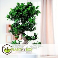 Ficus Ginseng S-shape - Japonaise Bonsai - Pot 20cm - Hauteur 55-65cm -Flora Soldes 6426d635491757.30711161