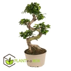 Ficus Ginseng S-shape - Japonaise Bonsai - Pot 20cm - Hauteur 55-65cm -Flora Soldes 6426d635520a51.66858837