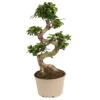 Ficus Ginseng S-shape - Japonaise Bonsai - Pot 20cm - Hauteur 55-65cm -Flora Soldes 6426d635584568.95618391