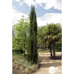 Cupressus Sempervirens Stricta : H. 250/300 Cm -Flora Soldes 64282 001