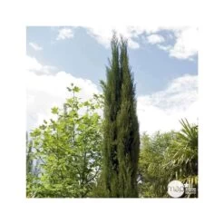 Cupressus Sempervirens Stricta : H. 250/300 Cm -Flora Soldes 64282 002