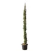 Cupressus Sempervirens Stricta : H. 250/300 Cm -Flora Soldes 64282 2058661