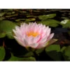Nymphaea 'darwin' -Flora Soldes 642dbb640c0268.35232543