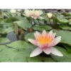 Nymphaea 'paul Hariot' -Flora Soldes 642dbb6529d388.39755850