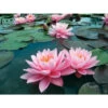 Nymphaea 'pink Sunrise' 1 Nymphaea 'pink Sunrise' -Flora Soldes 642dbb6611b735.27633131