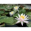 Nymphaea 'arc-en-ciel' -Flora Soldes 642dbb66603f97.72359324