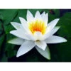 Nymphaea 'alba Delicata' 2 Nymphaea 'alba Delicata' -Flora Soldes 642dbb66bfe2f3.96179974