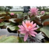 Nymphaea 'princesse Elisabeth' -Flora Soldes 642dbb683ffe90.64297113