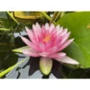 Nymphaea 'perry's Super Red' -Flora Soldes 642dbb6912e5a0.15147629