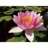 Nymphaea 'galatée' -Flora Soldes 642dbb69881cc9.48235106
