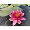 Nymphaea 'perry's Strawberry Pink' -Flora Soldes 642dbb69dd09b0.83702088