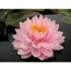 Nymphaea 'lilypons' -Flora Soldes 642dbb6a8705e0.75709377