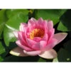 Nymphaea 'masaniello' 1 Nymphaea 'masaniello' -Flora Soldes 642dbb6adc7d38.68596302