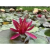 Nymphaea 'hidden Violet' -Flora Soldes 642dbb6bf01e28.11524350