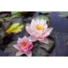 Nymphaea 'berit Stawn' -Flora Soldes 642dbb6c548bc7.63796498