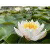 Nymphaea 'walter Pagels' -Flora Soldes 642dbb6cb311b0.93667749
