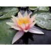 Nymphaea 'sioux' -Flora Soldes 642dbb6d78fdc1.55587309