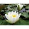 Nymphaea Candida -Flora Soldes 642dbb6dd5b874.38444163