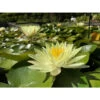 Nymphaea 'odorata Sulfurea Grandiflora' -Flora Soldes 642dbb6ea8b102.82811123
