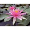 Nymphaea 'pink Sparkle' -Flora Soldes 642dbb6f6a6269.96711242