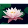 Nymphaea 'chubby' -Flora Soldes 642dbb6fcb01c3.52895837