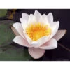 Nymphaea 'geisha Girl' -Flora Soldes 642dbb70a5fb57.23179364