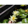 Nymphaea 'colonel Aj Welch' -Flora Soldes 642dbb71136311.83727028