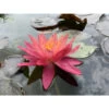 Nymphaea 'wanvisa' -Flora Soldes 642dbb72245a38.30625811