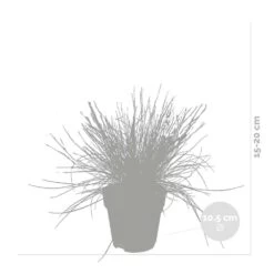 3x Festuca Glauca 'eisvogel' - Fétuque Bleue - Rustique - ⌀10.5 Cm - ↕15-20 Cm -Flora Soldes 64305ddf5d40b7.11239263