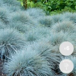 3x Festuca Glauca 'eisvogel' - Fétuque Bleue - Rustique - ⌀10.5 Cm - ↕15-20 Cm -Flora Soldes 64305ddf6b0cf0.51439507