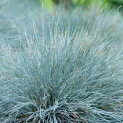 3x Festuca Glauca 'eisvogel' - Fétuque Bleue - Rustique - ⌀10.5 Cm - ↕15-20 Cm -Flora Soldes 64305ddf741ec3.51952247