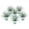 3x Festuca Glauca 'eisvogel' - Fétuque Bleue - Rustique - ⌀10.5 Cm - ↕15-20 Cm -Flora Soldes 64305ddf78ea56.14122405