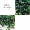 Collection De 2 Mûriers Ou Ronces à Fruits -Flora Soldes 64306b5355d885.08780176