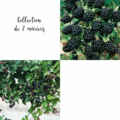 Collection De 2 Mûriers Ou Ronces à Fruits