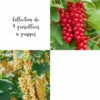 Collection De 4 Groseilliers à Grappes -Flora Soldes 64306b56b4cd95.96599075