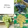 Collection De 3 Vignes 2 Collection De 3 Vignes -Flora Soldes 64306b5864c7e5.98066372