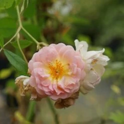 Rosier Ancien 'ghislaine De Féligonde' - Rosa 3l -Flora Soldes 644283dd889904.04327991