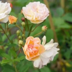 Rosier Ancien 'ghislaine De Féligonde' - Rosa 3l -Flora Soldes 644283dd96ac24.99652418