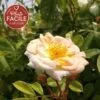 Rosier Ancien 'ghislaine De Féligonde' - Rosa 3l -Flora Soldes 644283ddae6743.49323736