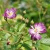 Rosier Grimpant 'veilchenblau' - Rosa Veilchenblau 3l -Flora Soldes 644283dfde2c79.99100144