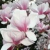 Magnolia De Chine, Magnolia De Soulange Soulangiana/godet - 5/20 Cm -Flora Soldes 64471c06d335e8.54941241