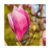 Magnolia à Fleurs De Lis Nigra/godet - 5/20 Cm -Flora Soldes 6450fef0c03b35.35580556