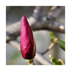 Magnolia à Fleurs De Lis Nigra/godet - 5/20 Cm -Flora Soldes 6450fef0c548d4.26703448