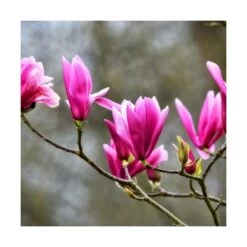 Magnolia à Fleurs De Lis Nigra/godet - 5/20 Cm -Flora Soldes 6450fef0c985a7.63062666