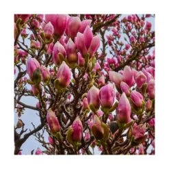 Magnolia à Fleurs De Lis Nigra/godet - 5/20 Cm -Flora Soldes 6450fef0cd9909.89868964