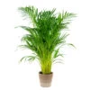 Dypsis Lutescens Incl. Panier Nea - Golden Palm - Facile D'entretien - ⌀21 Cm - ↕100-110 Cm -Flora Soldes 6450ff67629539.31835992