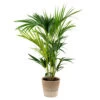 Howea Forsteriana Incl. Panier En Jute - Palmier Kentia - ⌀19 Cm - ↕90-100 Cm -Flora Soldes 6450ff6abd26b3.20809617