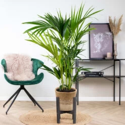 Howea Forsteriana Incl. Panier En Jute - Palmier Kentia - ⌀19 Cm - ↕90-100 Cm -Flora Soldes 6450ff6ad42705.73721678