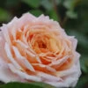 Rosier 'grande Duchesse Louise' ? - 4l -Flora Soldes 6452a54c12dda4.10072549