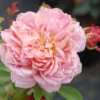 Rosier David Austin 'jubilee Celebration' ? - 5l -Flora Soldes 6452a54d38b287.22305351